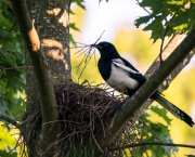 Le retour du bonheur sur terre