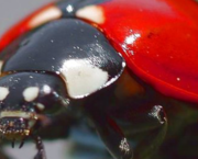 Coccinelle Demoiselle