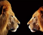 Episode 69 : Le lion est mort