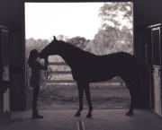 Cheval m'entends tu ? Comprendre le système auditif du cheval