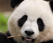 Le Panda de la République