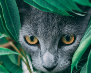 À la chasse
