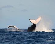 Swimming with Whales / Nager avec les Baleines