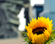 Mini expo photo 4 : Flower power