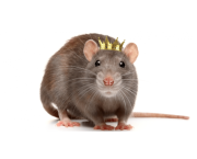 Chapitre XX : "L'attaque du Roi des Rats"