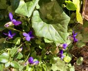 Votre bouquet du Dimanche 27 Février