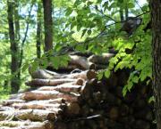 Et vous, aimez-vous pique-niquer?