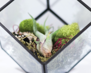 Je crée mon terrarium de Pierre Eyssartier