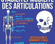 Stabilité/mobilité des articulations