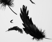 1.Comme une plume au vent