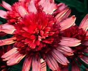 Fleurs du midi, fleurs de rubis.