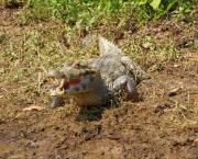 Swimming with Alligators and Pirhanas