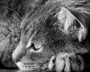 Novembre est un gros chat.