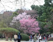 Jour 4, matin (Parc de Shinjuku)