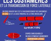 Les costamères et la transmission de force latérale