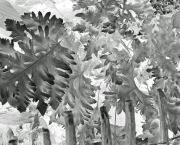Le silence des plantes