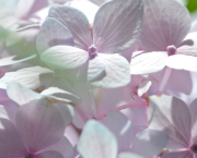 Mini expo photo 10 : L’hortensia l’été