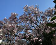 Bourgeons de confinement