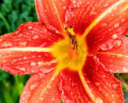 Douce pluie