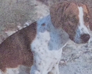 Cave canem