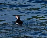 Le clan Mac Areux sur les falaises du Caithness