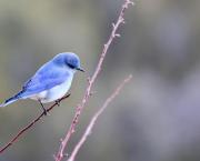 L'oiseau et le confiné