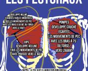 Les pectoraux