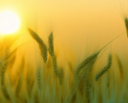 Du grain solitaire au pain des vivants