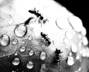 Episode 1 : Les fourmis