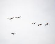L'amour donne des ailes