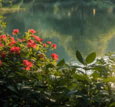 prev