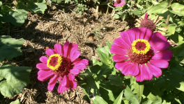 Le jardin du 8 Septembre 