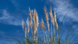 Réserve de la biosphère d'Urdaibai Vallée et estuaire de l'embouchure de Mundaka-Gernika