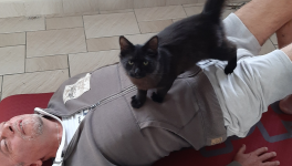 La légende du chat noir ...