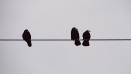 JOURNAL DE L’ANNÉE DE LA PESTE : 20 mai