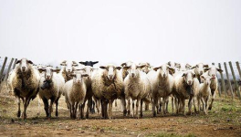 Désignes-moi un mouton