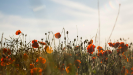 Armistice (08/05/2020)