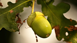 Cupule