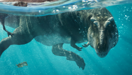 Planète préhistorique - Saison 1