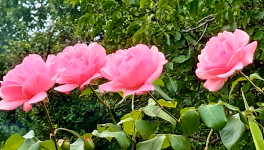 Les effets primaires du vaccin