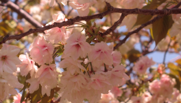 Avril 2014 : mon premier voyage au Japon