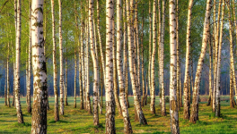 Soixante-quatre balais