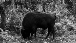A la recherche du Bison européen dans la forêt primaire