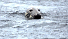 Extrait du "Sang d'Ossian"