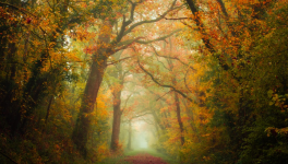 La jeune fille de la Braye