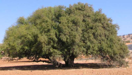 L'ARGANIER- l'arbre aux chèvres .....mais pas que