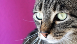 Le chat