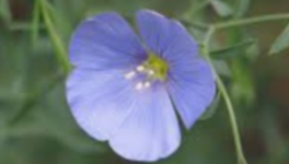 Cette petite fleur