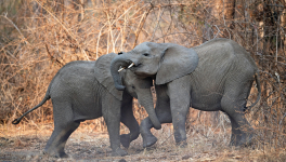 ENGAGEMENT POLITIQUE
