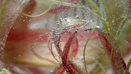 Mini expo photo 19 : Le retour de la chambre à bulles